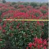 工程綠化紅葉石楠球型 色塊毛球規格齊全 蕭山基地直銷一站式采購