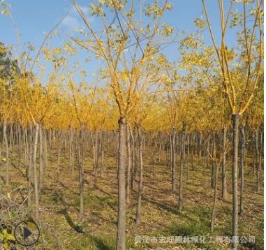 黃金槐樹(shù)苗批發(fā)工程綠化苗木行道造型風(fēng)景樹(shù)黃金樹(shù)