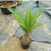 基地直銷 多規格蘇鐵樹苗 綠色植物批發 庭院公共場所種植盆栽