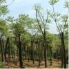 三米切綠化欒樹移植苗 喬木園林植物 綠化行道樹木