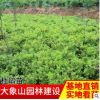 杜鵑球毛鵑球 常綠灌木毛娟球 各種規(guī)格杜鵑苗 湖南苗木基地批發(fā)