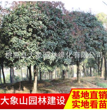 批發供應精品桂花樹 園林綠化苗木