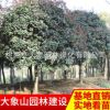 批發供應精品桂花樹 園林綠化苗木