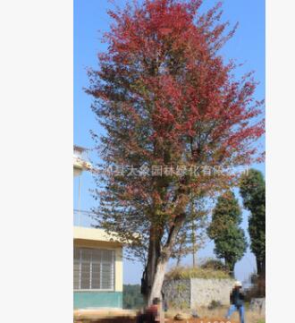 園林綠化工程苗木 優(yōu)質(zhì)三角楓 移栽 野生苗木