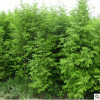 庭院景觀綠植水杉批發 水杉價格 質量保證 量大價優 現貨供應