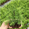 【基地直銷】觀葉植物小盆栽綠植盆景室內吸甲醛花卉 15公分水杉