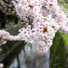 供應 庭院花苗櫻花樹苗日本櫻花苗/嫁接櫻花苗當年開花/地栽櫻花樹苗