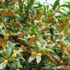 嫁接桂花樹苗四季桂 丹桂 血桂戶外庭院工程綠化園林基地直銷小苗
