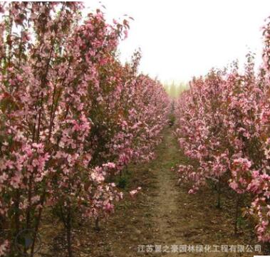 木瓜海棠基地直銷園林工程綠化苗木庭院盆栽花卉植物貼梗海棠樹(shù)苗