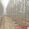 基地批發速生法桐 園林綠化苗木常綠喬木觀葉植物 優質法桐樹苗
