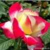 批發盆栽紅雙喜月季花 室內室外紅雙喜月季花苗木 紅雙喜月季苗