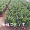 基地直銷 曼地亞紅豆杉苗木 抗癌盆景 美化空間 辦公植物