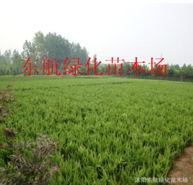 供應(yīng)龍柏 嫁接龍柏苗 色塊專(zhuān)用龍柏 塔柏樹(shù)苗 40--50高