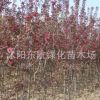 批發紅寶石海棠 西府海棠樹苗 3至5公分紅寶石.西府海棠樹苗