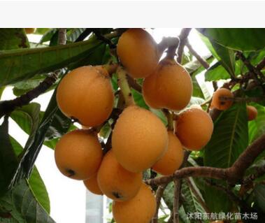 批發(fā) 枇杷苗 枇杷樹 大五星枇杷樹苗 南方果樹苗
