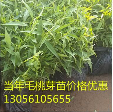 批發(fā)毛桃苗 10-15公分高毛桃芽苗 嫁接專用毛桃苗 紫葉桃芽苗