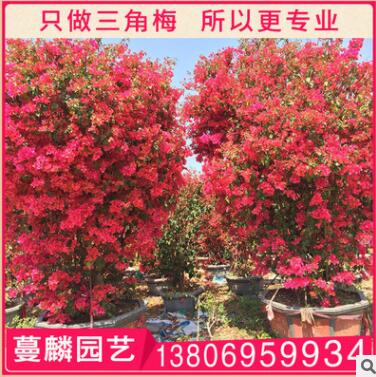 三角梅盆景 漳州基地直銷 大量供應 1.5米 規格齊全