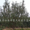 八棱海棠