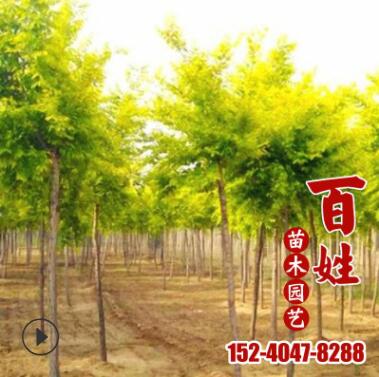 園林景觀苗木黃金槐樹(shù)苗 市政綠化工程觀賞樹(shù)苗 庭院道路行道樹(shù)