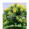 專業(yè)苗木基地 長(zhǎng)期供應(yīng)批發(fā) 欒樹