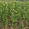 梨樹苗批發價的長期出售優質各品種梨樹苗 梨苗基地批發
