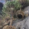 桂花樹供應，河南省桂花球價格，潢川金桂價格十公分粗桂花求購