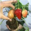 草莓苗 四季草莓 攀援草莓苗 陽臺爬藤草莓苗盆栽當年結果草莓苗