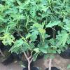 果樹苗木 無花果樹苗 日本紫果當年結果 盆栽地栽 規格品種齊全