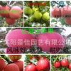 蘋果樹苗 矮化 紅將軍/新紅星/紅富士蘋果樹苗 嫁接新品種果樹苗