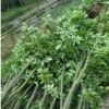 鄂西紅豆樹1行情報價\鄂西紅豆樹1圖片展示