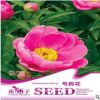 基地批發(fā)彩包 花卉種子 芍藥花種子6粒一包量大按斤批發(fā)優(yōu)惠