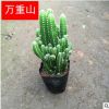 基地直銷 萬重山 多肉植物 辦公室仙人掌盆栽 觀賞仙人掌盆栽