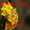 觀花植物 結香花苗 帶有濃郁的香氣 當年開花 大小齊全 易成活