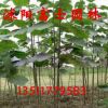 綠化苗木批發法國梧桐樹綠化喬木梧桐樹苗 品種多樣規格齊全
