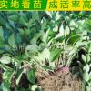 廠家供應(yīng) 綠化工程常綠植物大葉黃楊球樹(shù)苗 耐寒常綠植物