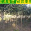直銷(xiāo)大葉女貞 園林綠化專(zhuān)用 喬木類(lèi) 高桿女貞 大葉女貞小苗