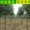 基地常年批發(fā)大葉女貞 高桿女貞 大葉女貞小苗