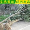 供應(yīng)綠化苗木 大葉女貞苗 大葉女貞球 高桿女貞樹(shù)