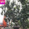 柚子樹 頭徑16公分冠300厘米 供應(yīng)批發(fā)柚子樹 移植樹