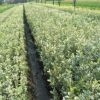 批發(fā)直銷 金邊冬青 色塊植物 庭院植物花木基地