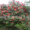 基地生產 盆栽茶花 茶花苗庭院茶花 樹形優(yōu)美 歡迎選購