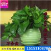 室內吸甲醛青葉綠蘿吊蘭植物花卉客廳小型盆栽綠蘿 凈化空氣