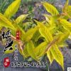 供應園林工程苗木 金葉錦帶苗批發 紅王子錦帶 規格齊全價格從優