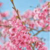 櫻花