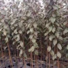 浙江供應(yīng)規(guī)格齊全紅葉李