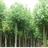 低價(jià)處理一批小香樟樹 3--8公分香樟大量出售
