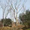 浙江湖州供應(yīng)大量15-50公分精品樸樹(shù)