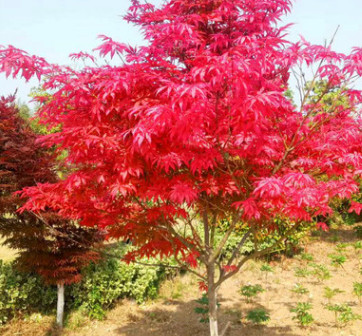 紅楓樹苗四季紅美國紅楓樹苗紅舞姬庭院景觀綠化林蔭道庭院苗木