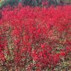 日本紅楓小 紅舞姬基地直銷 花灌木產地批發價格 60-80CM高