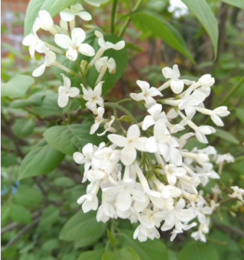 白丁香 苗圃批發價格 花灌木 園林綠化植物 庭園觀賞 用作鮮切花